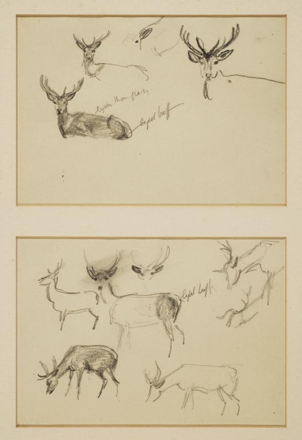 Deer Studies by Sir Alfred J. Munnings