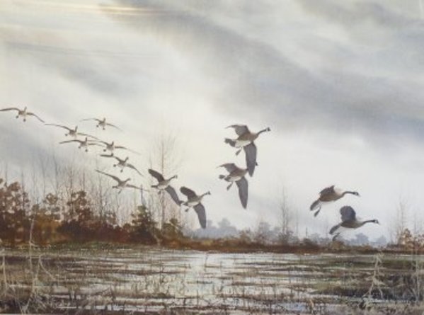 Canadian Geese in Flight by David Hagerbaumer