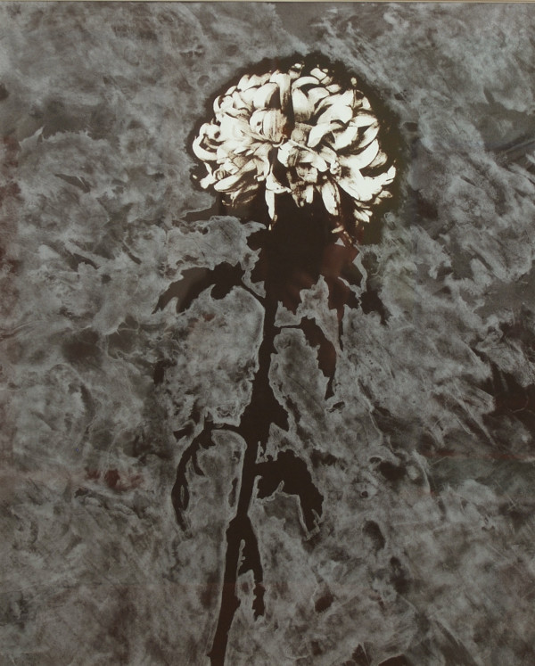 White Chrysanthemum #1 by Betty Hahn