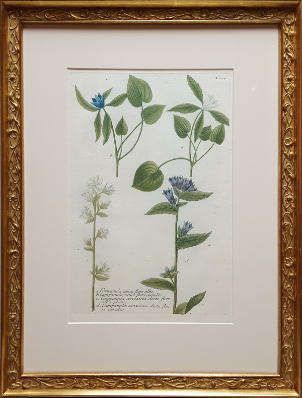 Botanical Illustration - N.294 by Johann Wilhelm Wienmann (1683-1741)