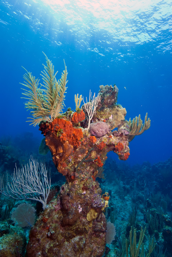 Reef Tableau by Patrick Reardon, MD