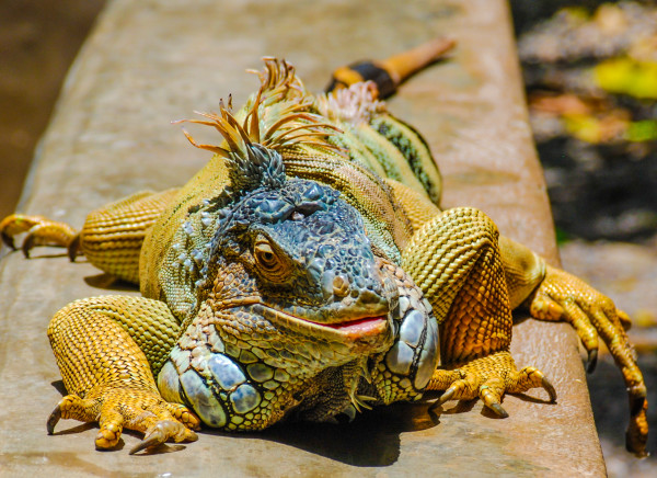 Lounging Lizard by Tom Boudreaux