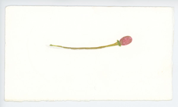 A Very Young Fruit, #1621