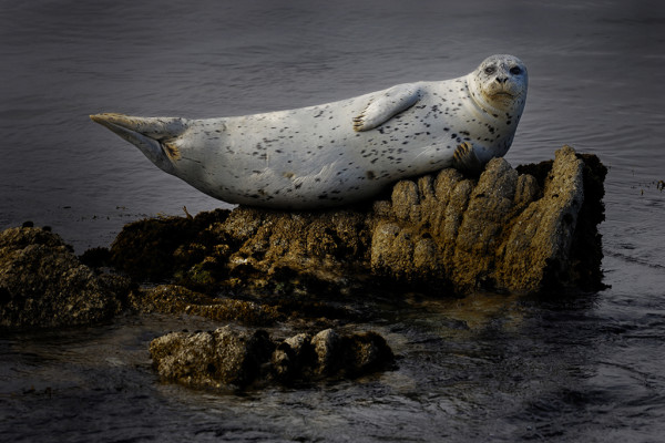 The Harbor Seal by Marc Franklin