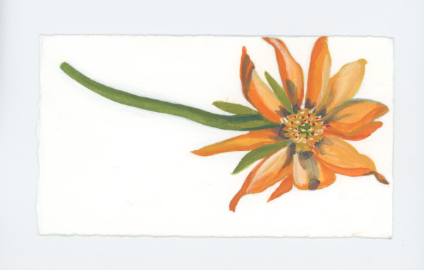 The Last Flower Here, #1802