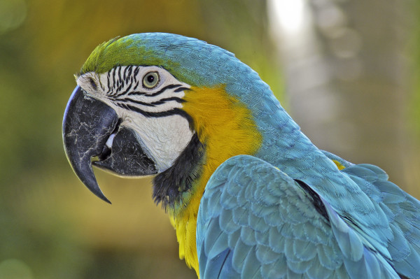 Parrot by Patrick Reardon, MD