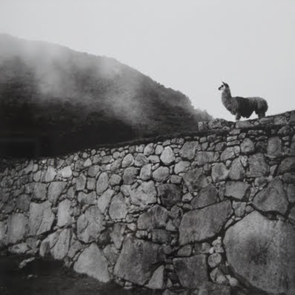 Alpaca At Inka Ruins by John Nowak