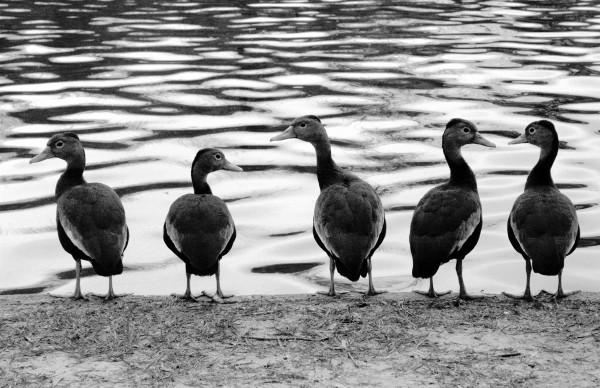 Row of Ducks by Alben C. Kwiatkowski, Jr.