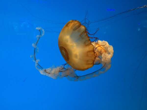 Jellyfish by Sally Southerlan, RN