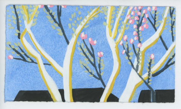 Pink Dogwoods Starting to Bloom with Some New Leaves, #1614