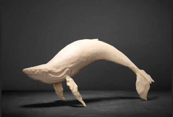 Ballena resina by Alfredo Cota, Image 1.