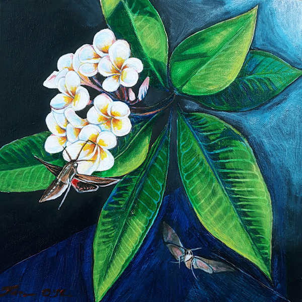 Frangipani by Jasmine O'Shea