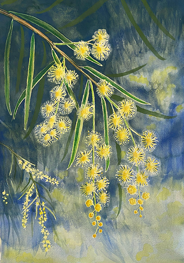 Wattle by Jasmine O'Shea