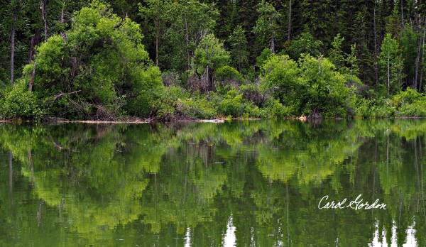 Columbia Valley Wetlands 1 by Carol Gordon