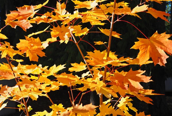Autumn Leaves - Paper Editions #1 by Carol Gordon