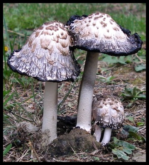 Little Mushroom Family - Paper Edition #1