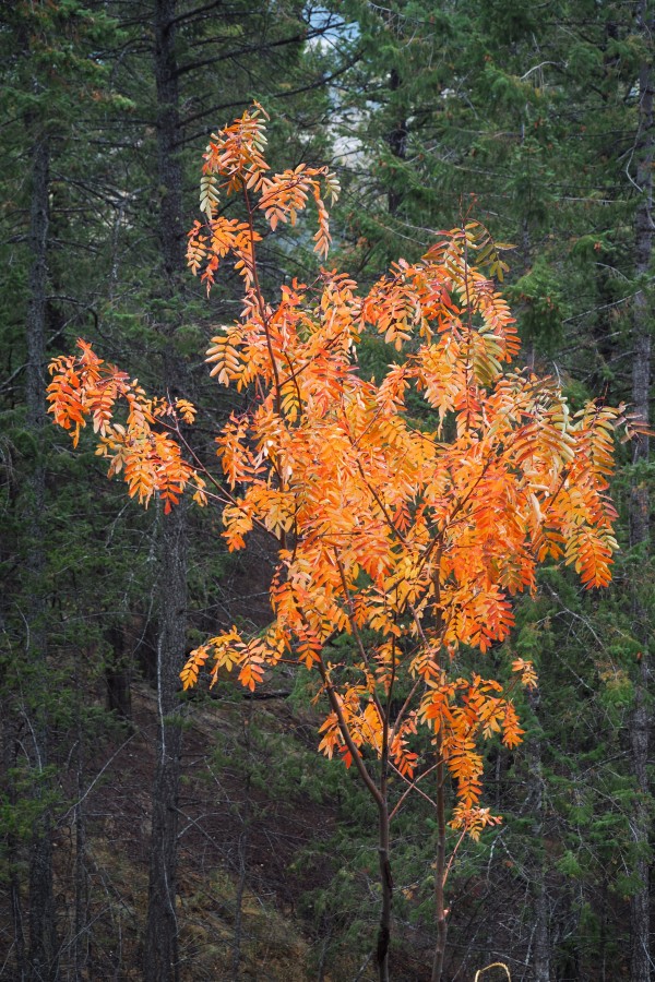 Our Mountain Ash in autumn by Carol Gordon