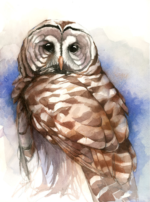 Barred Owl by Jennifer Anderson, Image 1.