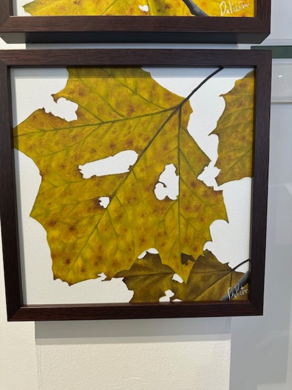 Sycamore Leaves 3 by Frank DePietro