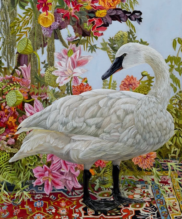 Nanakosiwin – Trumpeter swan by Fiona Smith