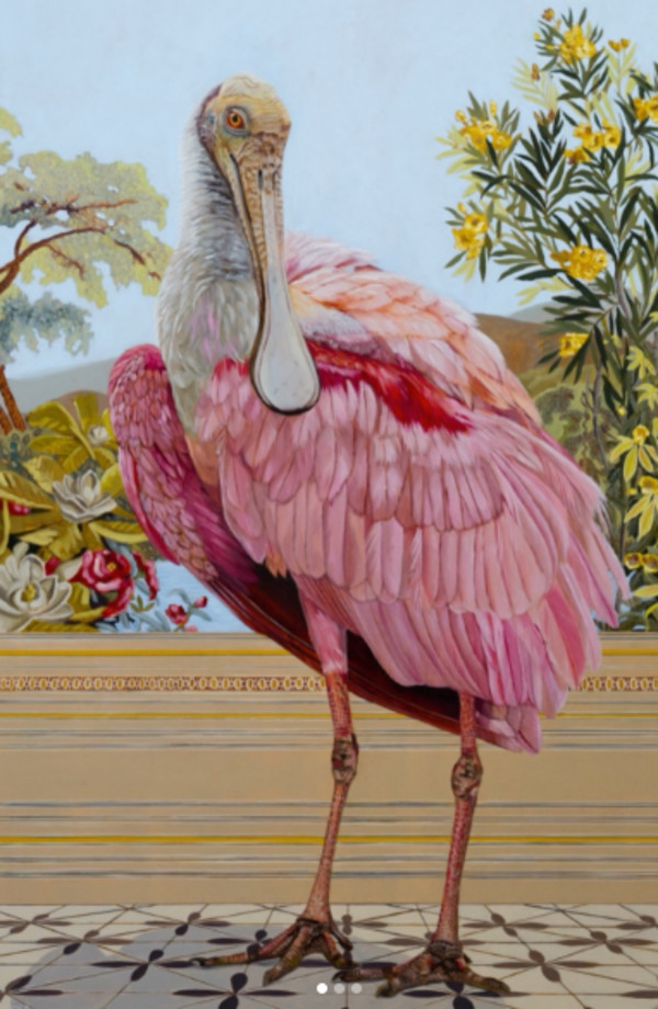 Esperanza - Roseate spoonbill by Fiona Smith, Image 1.