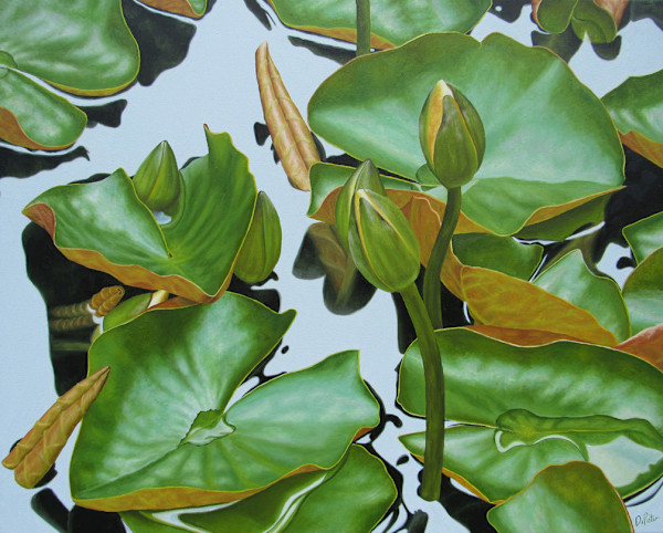 Water Lilies #46 by Frank DePietro