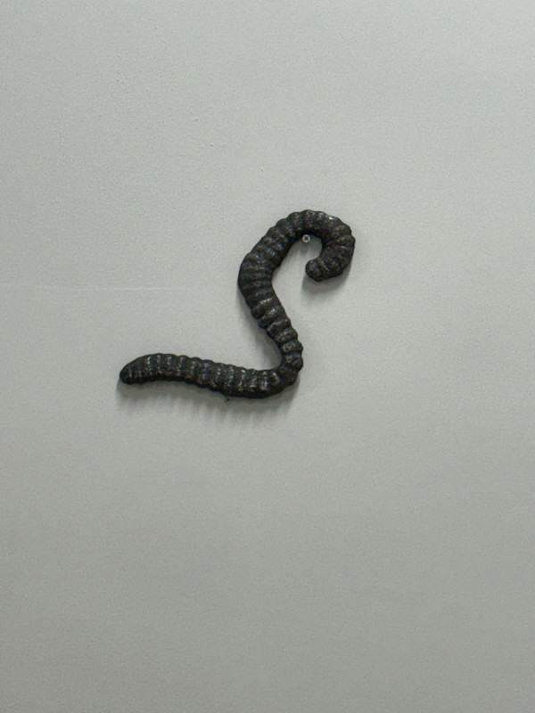 Worm by courtney lougheed