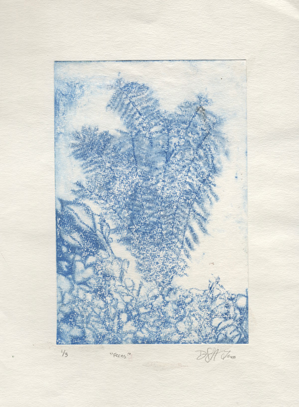 Ferns by Nova Dream Space