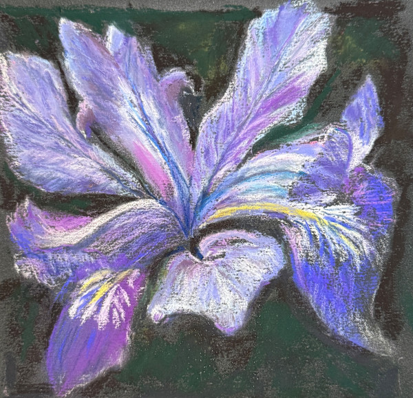 Wild Iris, Sonoma Bluffs by Elizabeth Gomes, Image 1.