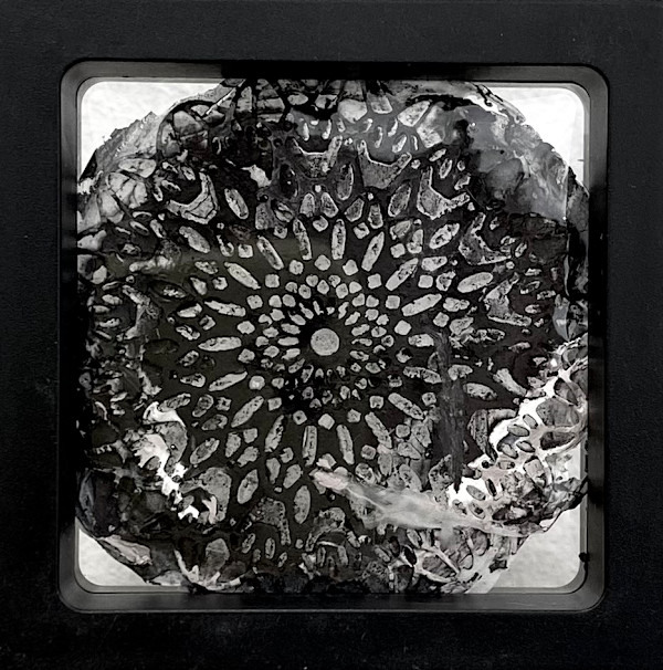 S/T_de la serie 20 fósiles pictóricos by Ingrid Lauw Peña, Image 11.