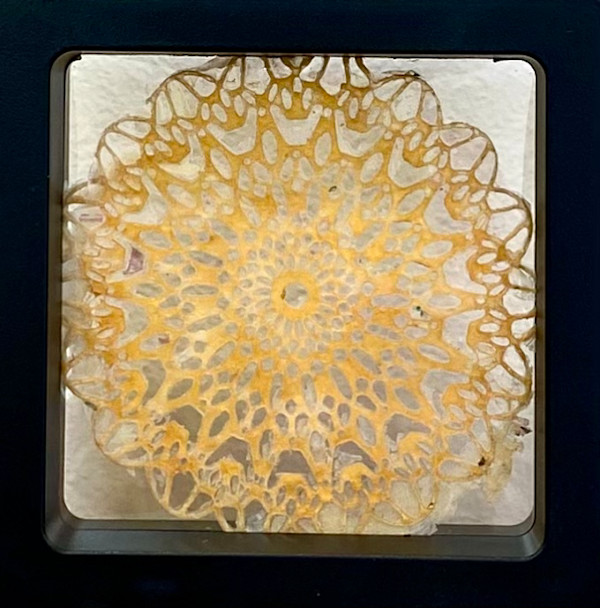 S/T_de la serie 20 fósiles pictóricos by Ingrid Lauw Peña