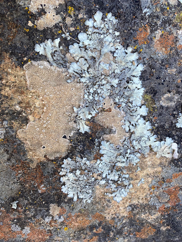Geografia Naturae I by Ingrid Lauw Peña, Image 2.
