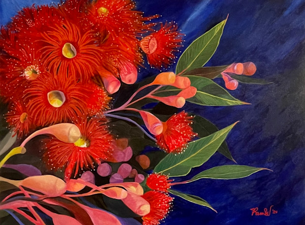 Firecracker ficifolia by Pam Wardner