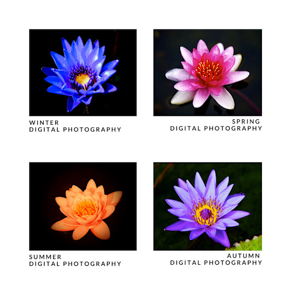 WINTER, SPRING, SUMMER, AUTUMN by DeeDee Daniel