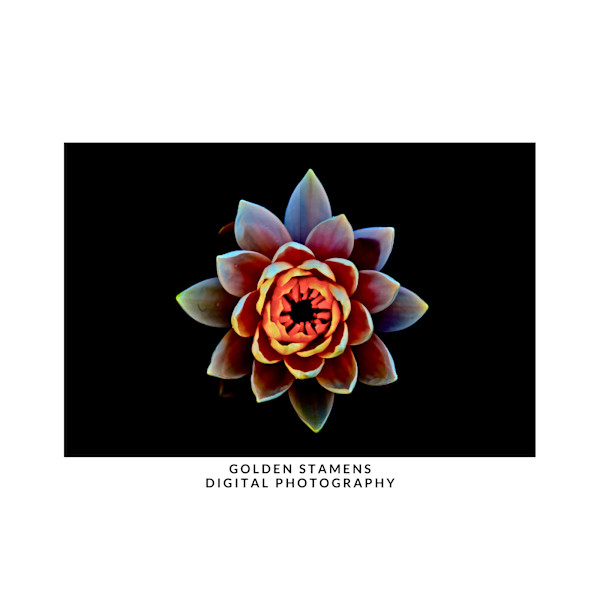 GOLDEN STAMENS by DeeDee Daniel