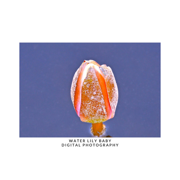 WATER LILY BABY by DeeDee Daniel