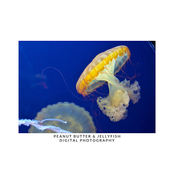 PEANUT BUTTER & JELLYFISH by DeeDee Daniel