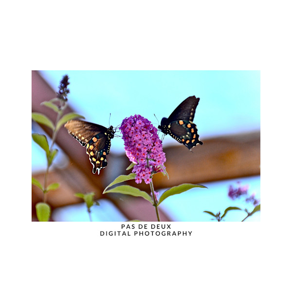 PAS DE DEUX by DeeDee Daniel