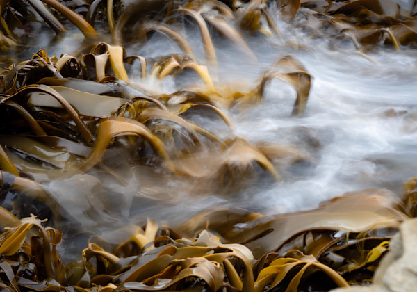 Tasmanian Bull Kelp by David Pyefinch