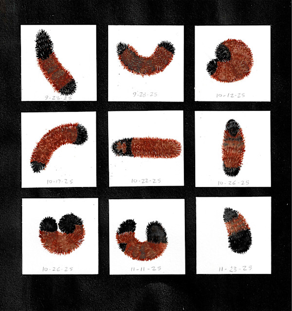 Woollies of Autumn 2025 by Kristin Ziegler, Image 1.
