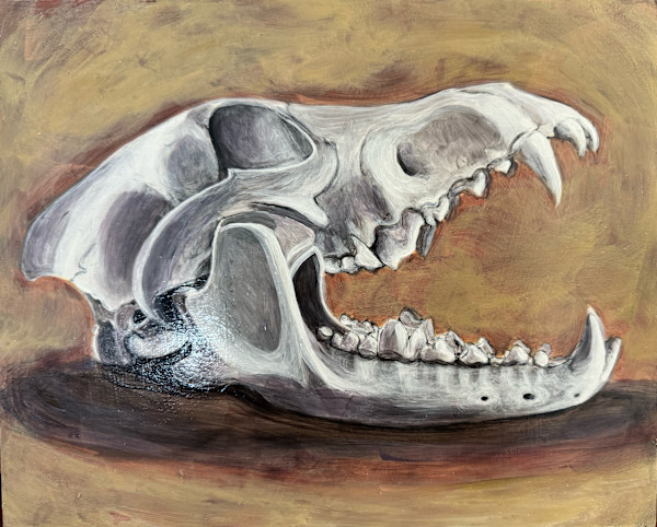 Study of An African Painted Dog Skull by Lynette K Henderson