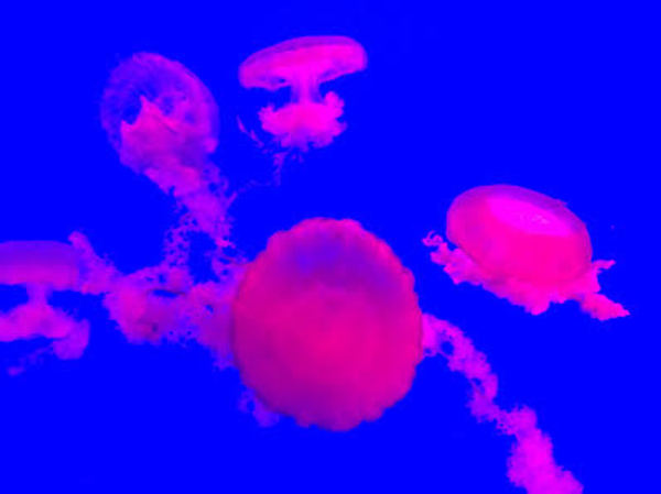 Jellyfish by Ngoc-Tran Vu