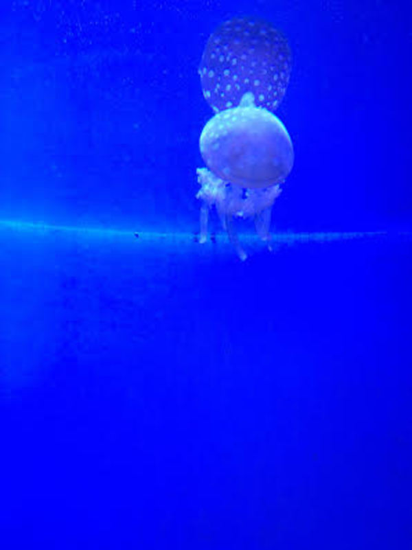 Jellyfish by Ngoc-Tran Vu