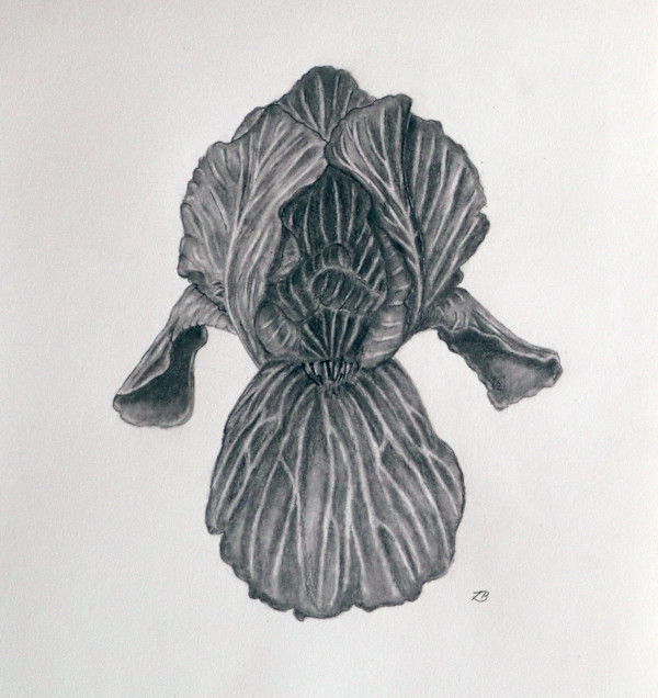Black Iris by Isabella Burk, Image 1.