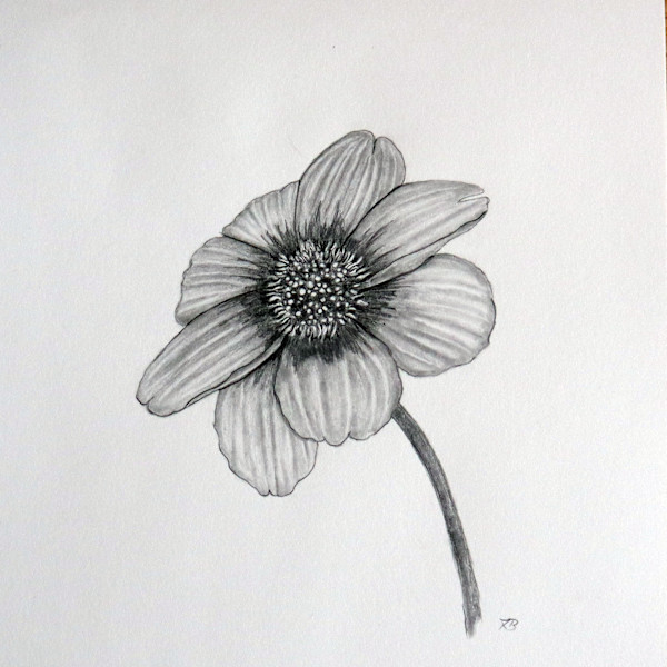 Dahlia by Isabella Burk, Image 1.