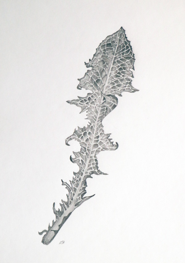 Taraxacum by Isabella Burk, Image 1.