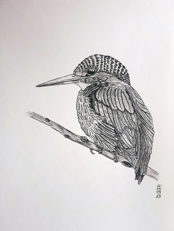 Kingfisher (Alcedo atthis) by Isabella Burk, Image 1.