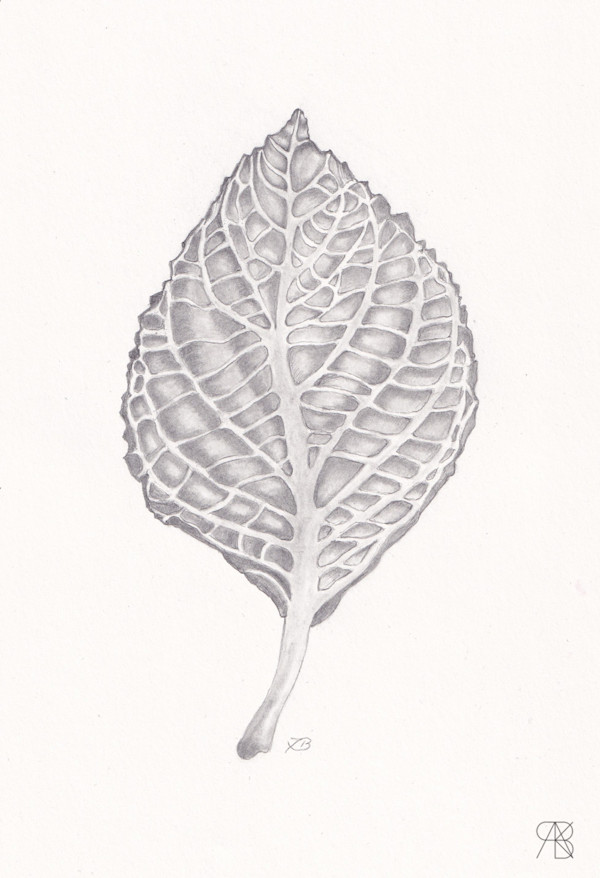 Hydragea leaf by Isabella Burk, Image 2.