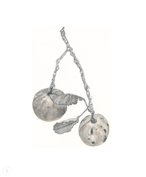 Apples on a twig by Isabella Burk, Image 1.