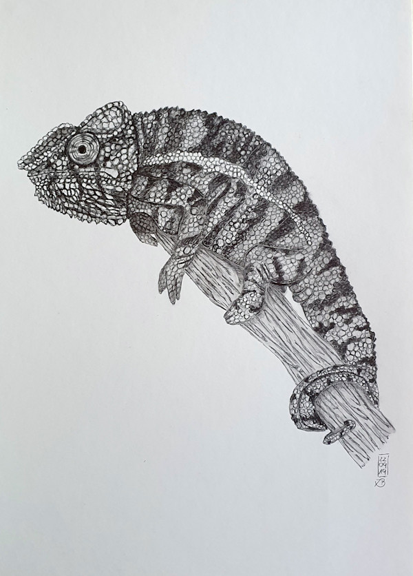 Panther Cameleon (Furcifer pardalis) by Isabella Burk, Image 1.